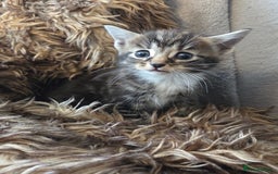 Mixed Breed cats for sale: 5 Adorable Kittens Ready for New Homes! - Image 12