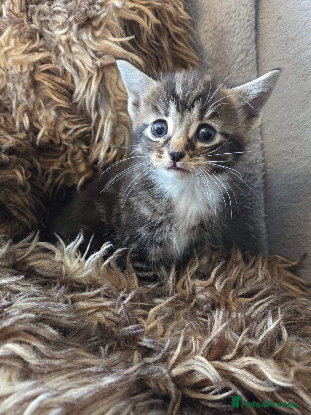 Mixed Breed cats for sale: 5 Adorable Kittens Ready for New Homes! - Image 12