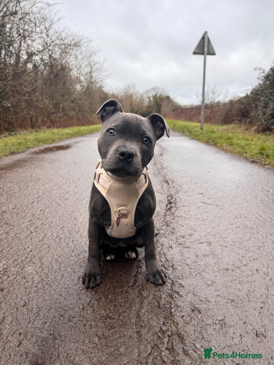 Staffordshire Bull Terrier dogs for sale: Lovely Blue Staff - Luna💖 in Bristol - Advert 6