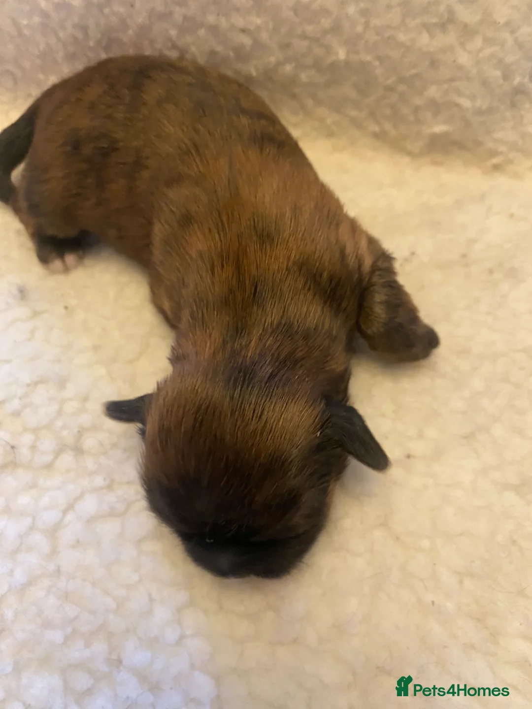 Shih Tzu dogs for sale: pure breed shih tzu puppy , only 1 left - Advert 17