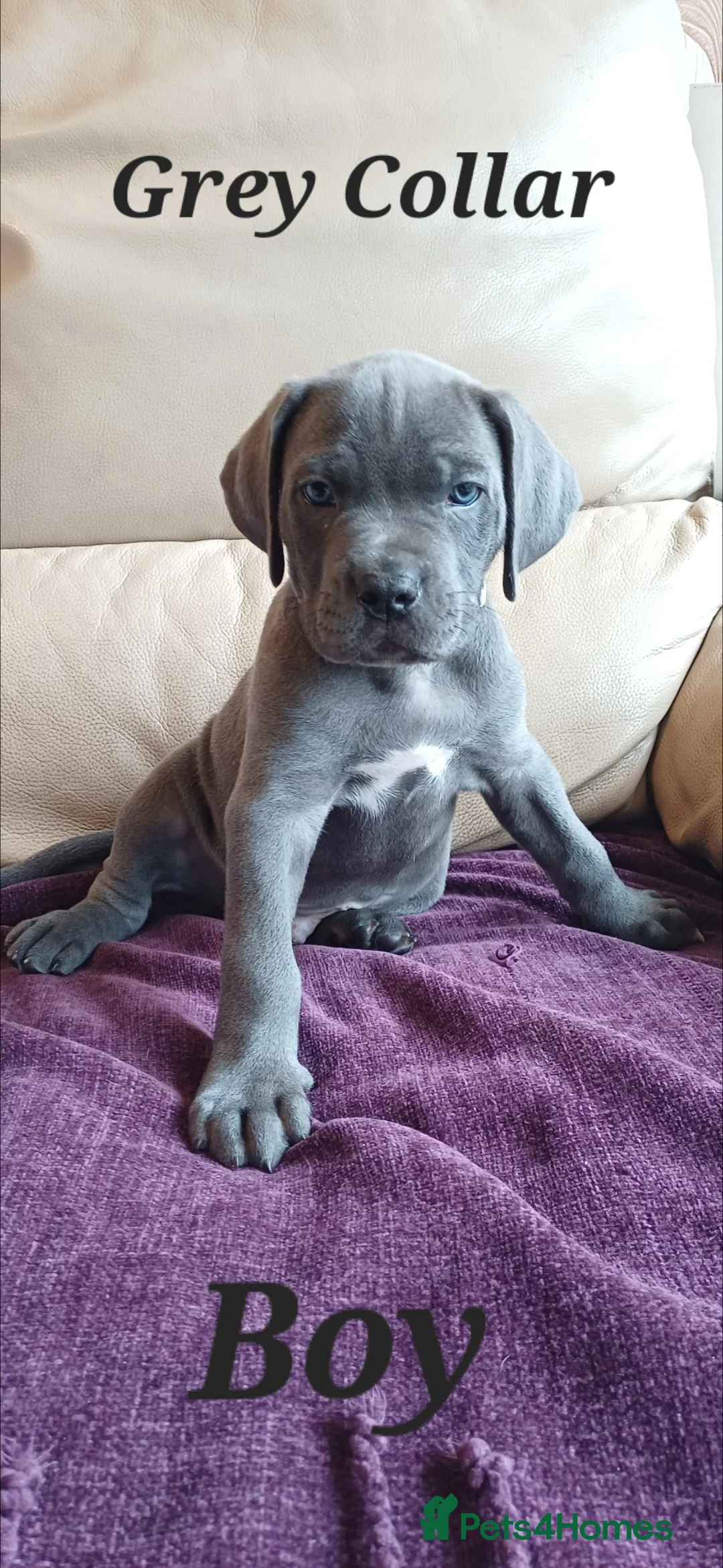 Cane Corso dogs for sale: Stunning 4th Generation Cane Corse Pups  - Advert 19