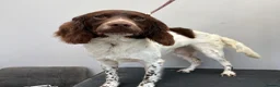 Welsh Springer Spaniel dogs for sale: 9 month old Springer Spaniel  - Advert 2