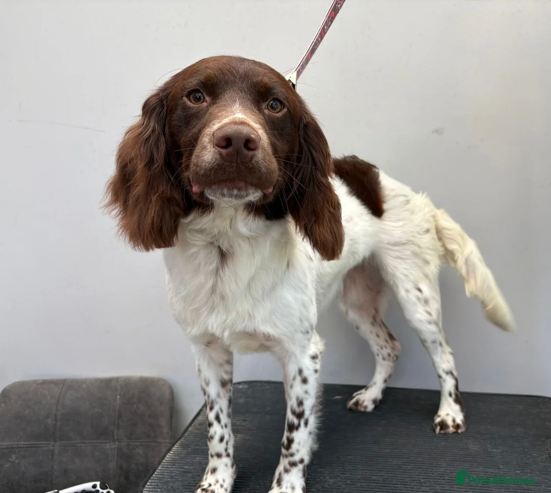 Welsh Springer Spaniel dogs for sale: 9 month old Springer Spaniel  - Advert 2