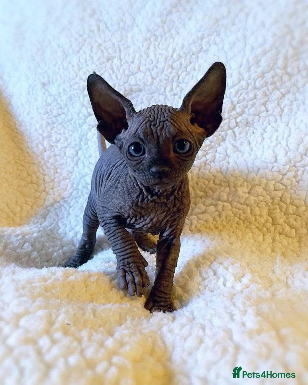 Sphynx cats for sale: Sfinx - Advert 7