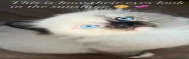 Ragdoll 2