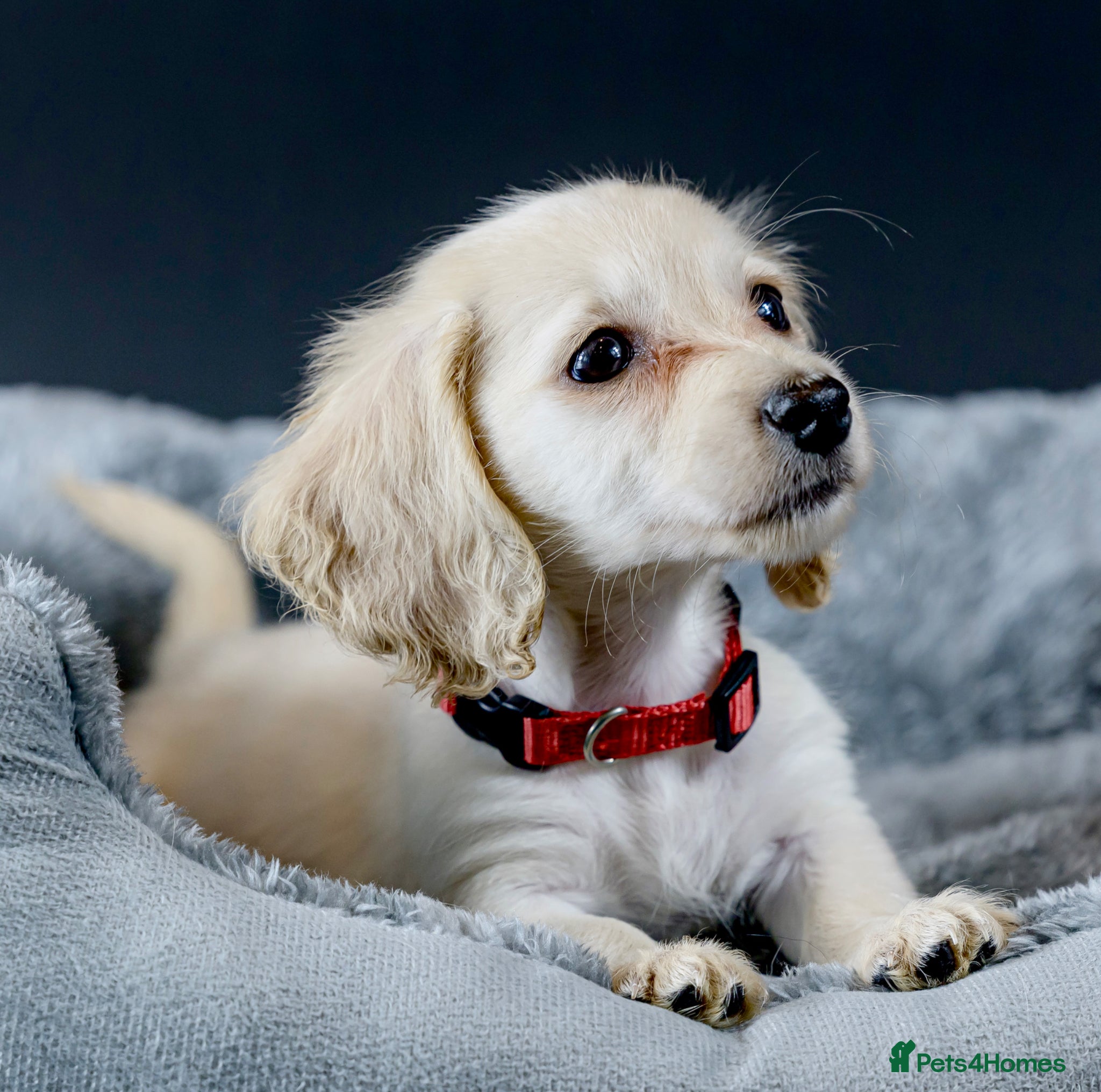 Miniature Dachshund Puppy 2