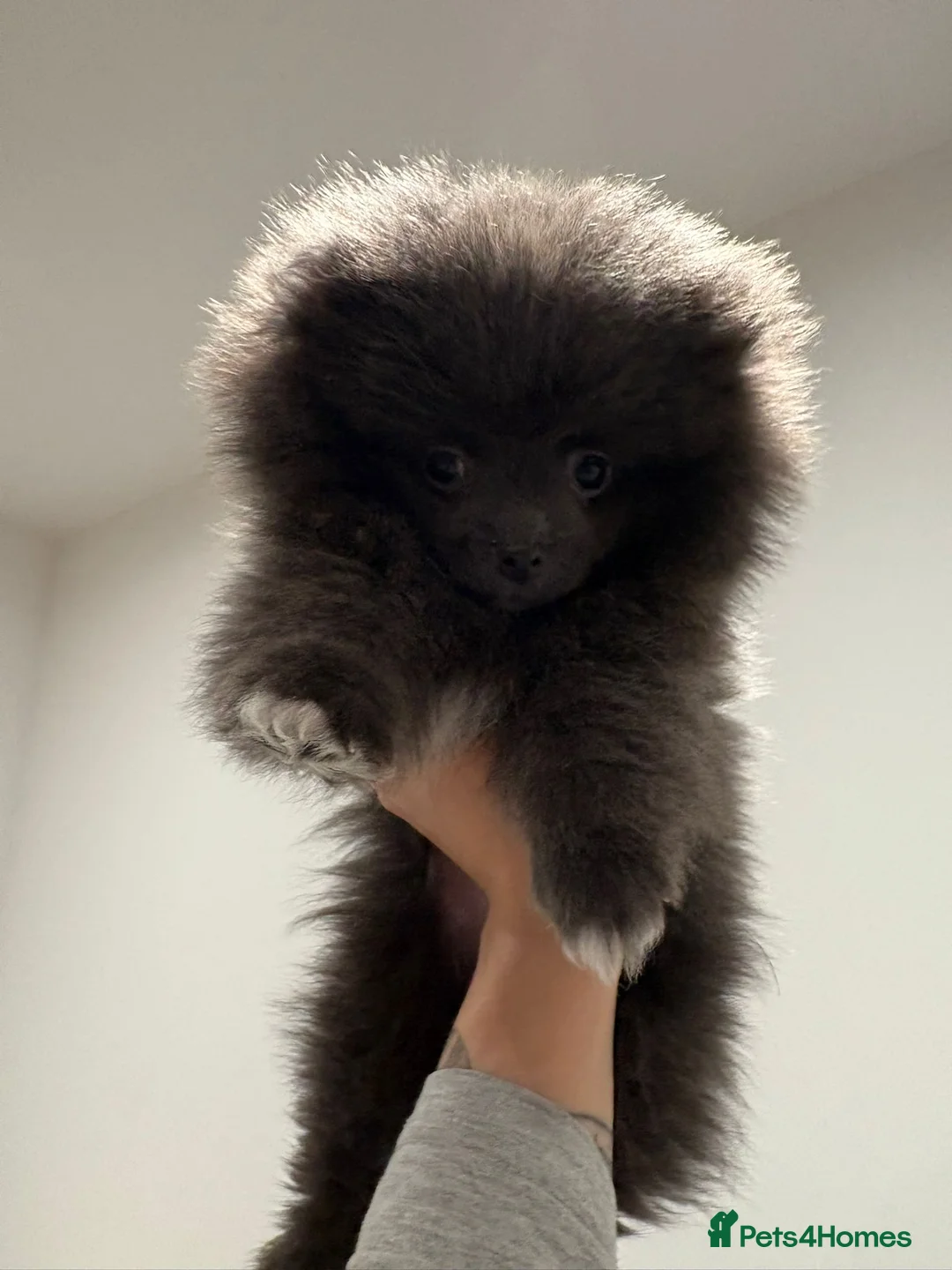 Pomeranian dogs for sale: Blue Pomeranian puppy - Advert 7