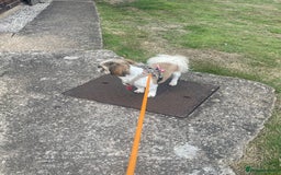 Shih Tzu dogs for sale: 2yr old shih tzu male - Image 3