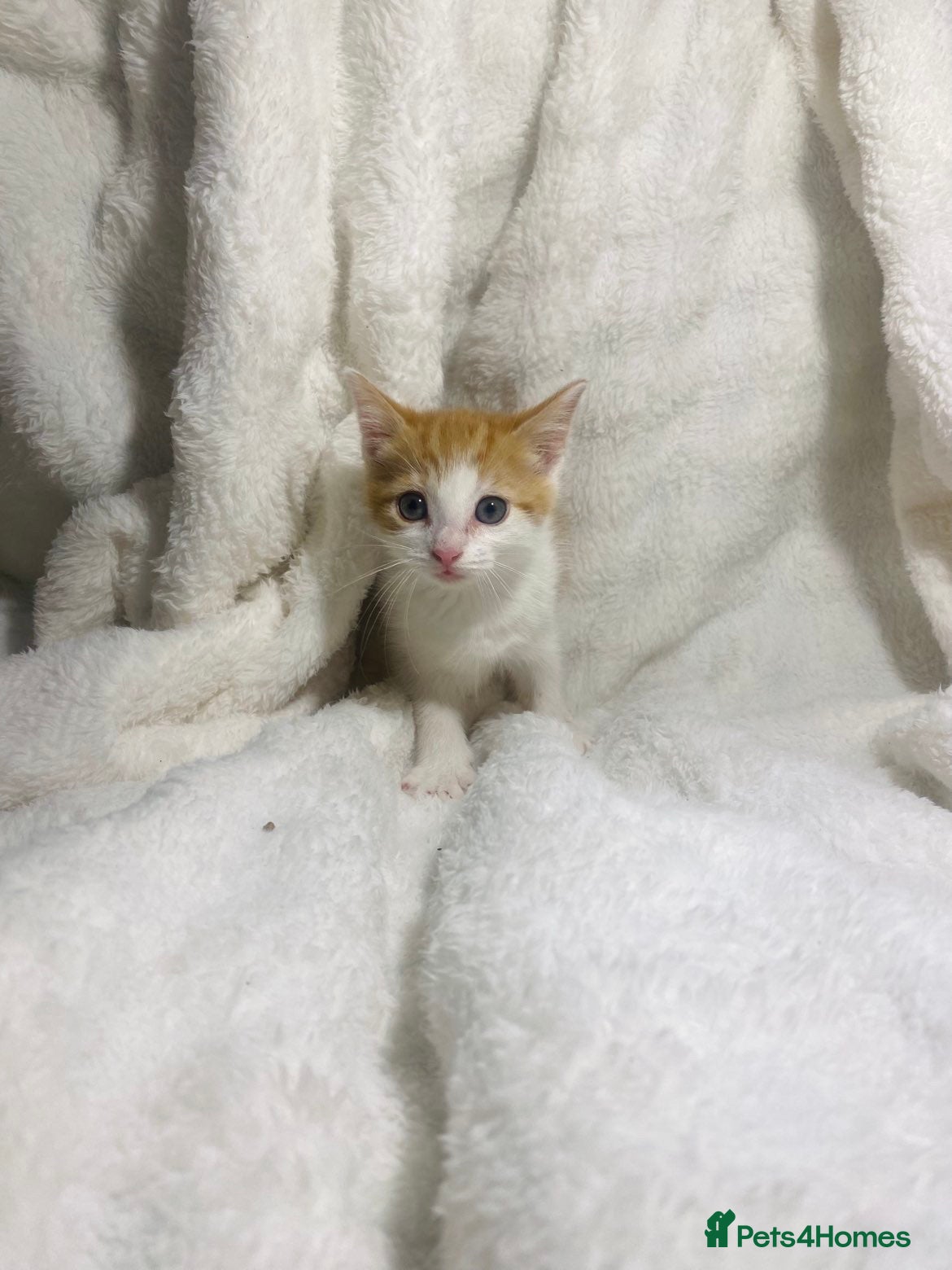 Mixed Breed cats Cute ginger kitten ready for a new home - Advert 5