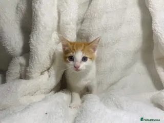 Mixed Breed cats Cute ginger kitten ready for a new home - Advert 5