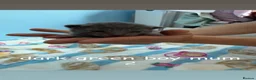 Mixed Breed cats for sale: Kittens for sale in Dunfermline - Advert 10
