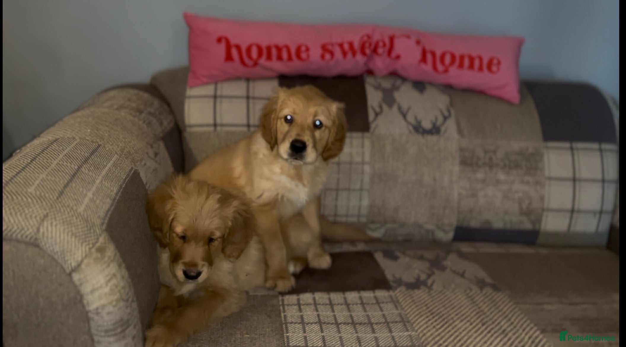 Golden Retriever dogs Gorgeous Fox red dark Golden Retriever pups - Advert 4