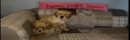 Golden Retriever dogs for sale: Gorgeous Fox red dark Golden Retriever pups - Advert 2