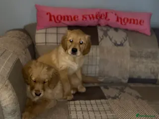 Golden Retriever dogs Gorgeous Fox red dark Golden Retriever pups - Advert 4