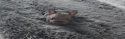 French Bulldog dogs for sale: 💥 Velvet Coats and New Shade french Bulldogs 💥 - Advert 14