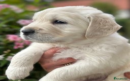 Golden Retriever dogs for sale: 1 Gorgeous Boy Available  - Image 6