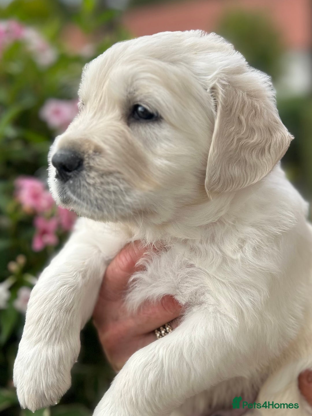 Golden Retriever dogs for sale: 1 Gorgeous Boy Available  - Image 6