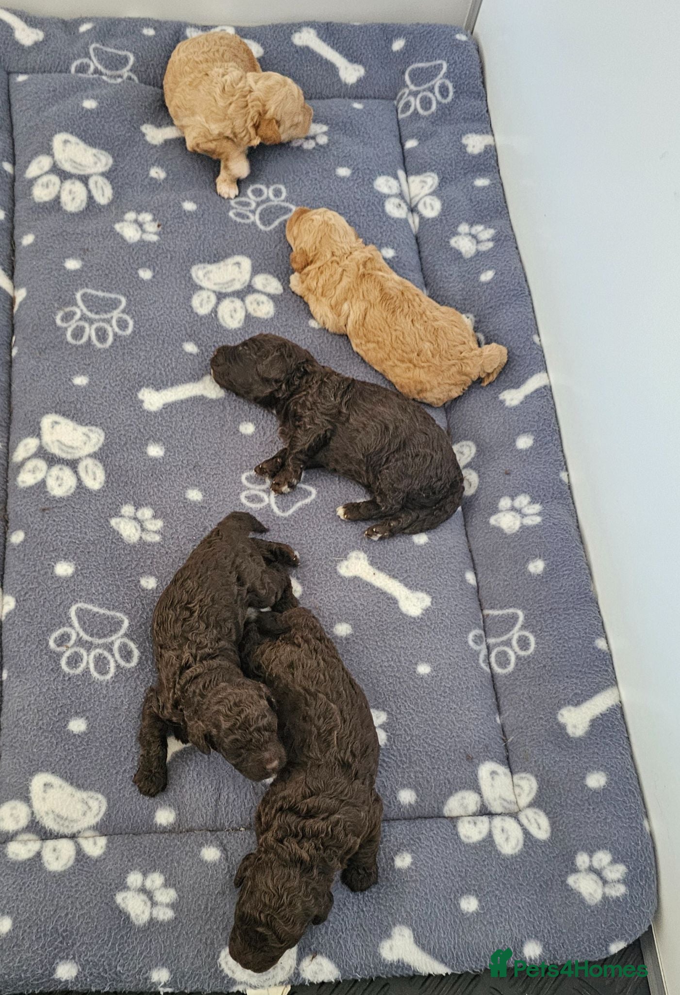 Miniature Poodle dogs Stunning kc registered minature poodle pups  - Advert 1