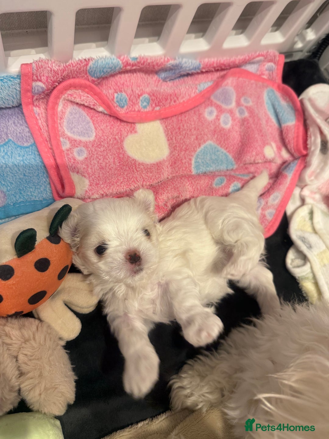 Maltese dogs for sale: Beautiful half Korean Kc reg Maltese  - Image 18