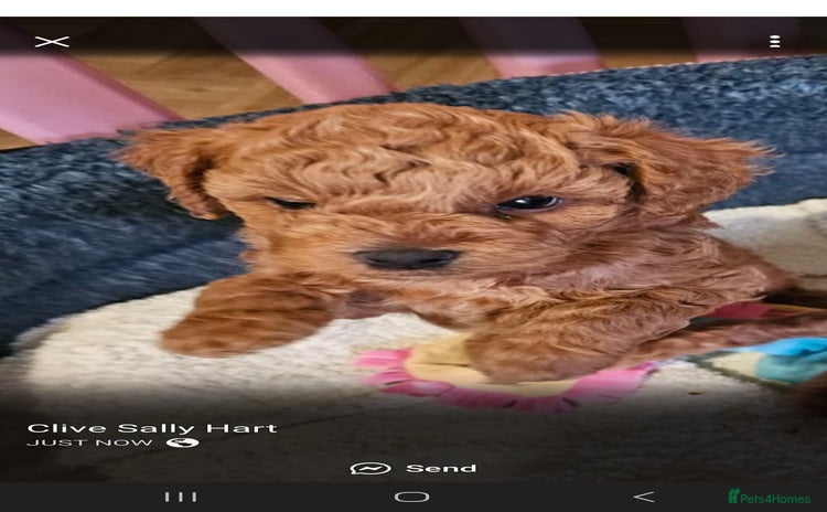 Jackapoo dogs - Advert 3
