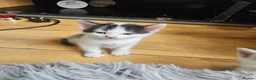 Mixed Breed cats for sale: Beautiful kittens  - Advert 17