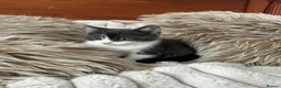 Mixed Breed cats for sale: Maincoon/tabby kittens 🐈‍⬛❤️ - Advert 11