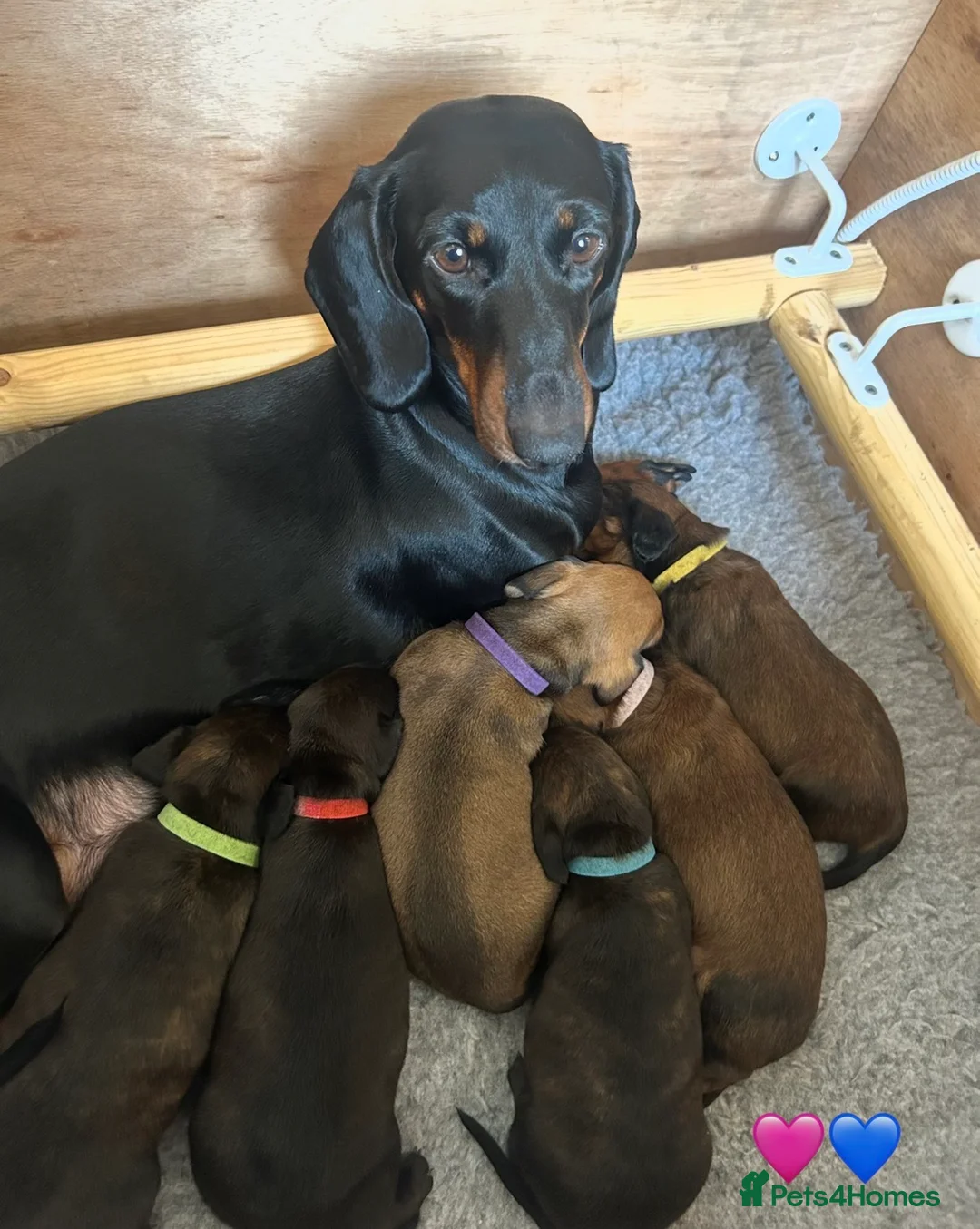 Dachshund dogs for sale: Stunning 5 generation KC standard dachshunds  in Thornton-Cleveleys - Advert 2