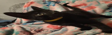 YELLOW COLLAR