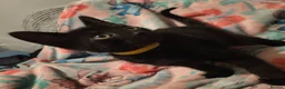 Mixed Breed cats for sale: 7 beautiful kittens - Advert 36