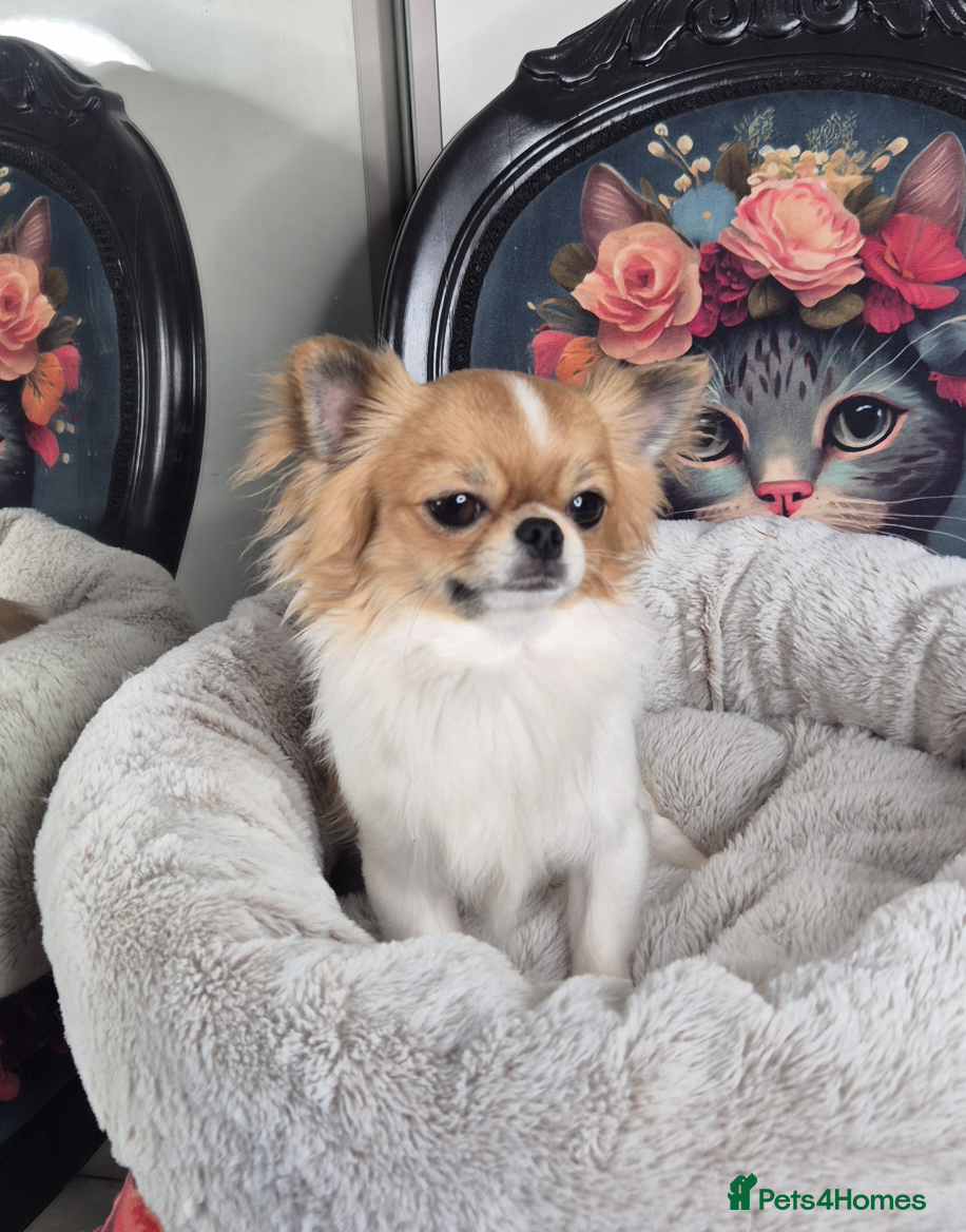 Chihuahua dogs KC registered chihuahua boy  - Advert 16