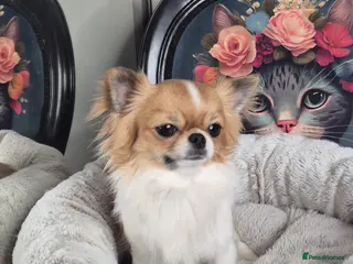 Chihuahua dogs KC registered chihuahua boy - Advert 16