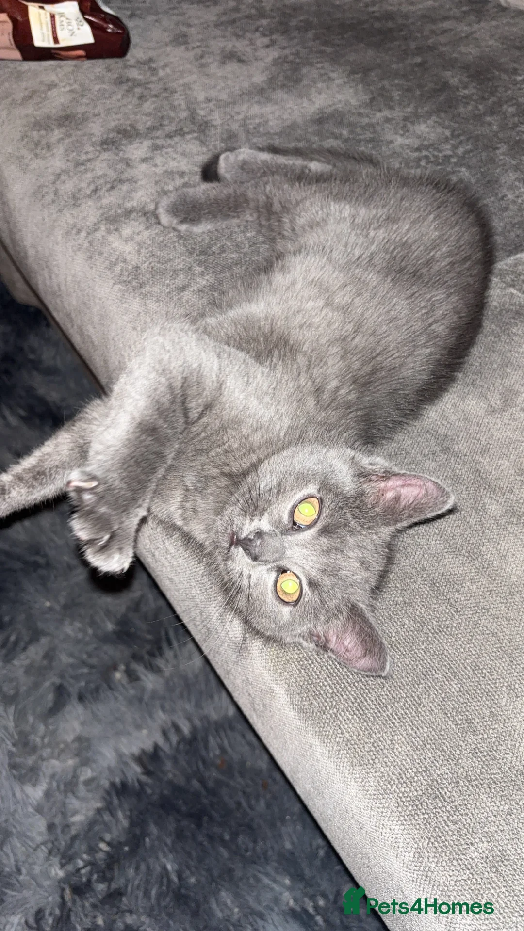 Mixed Breed cats for sale: Otto brittish short hair x scottish fold  - Advert 2