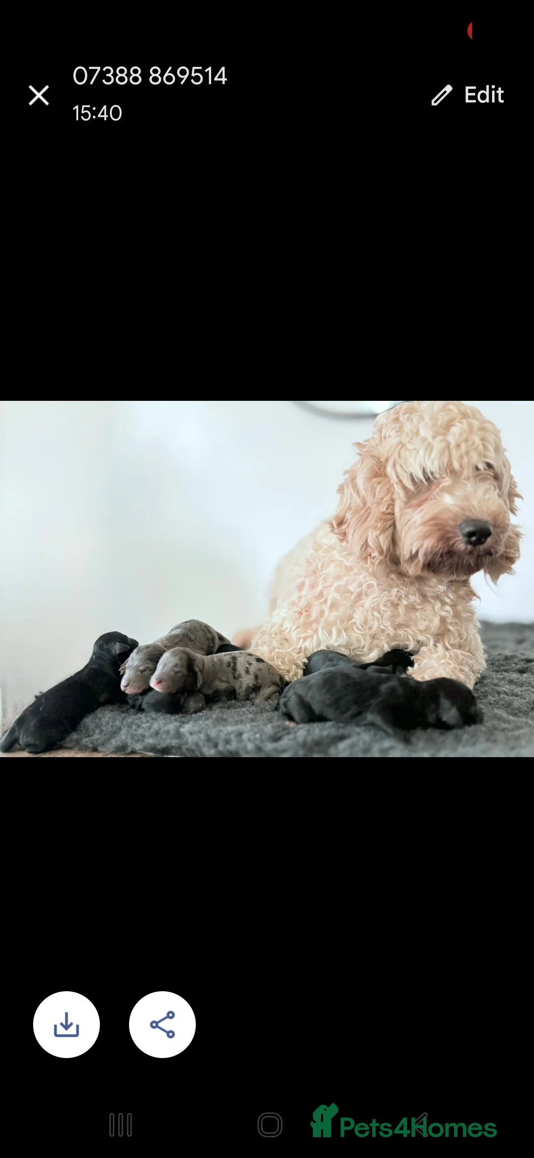 Toy Poodle dogs for stud: PROVEN Chocolate merle toy poodle in Leighton Buzzard - Advert 11