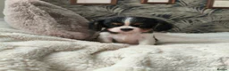King Charles Spaniel dogs for sale: Female King Charles Spaniel Puppies - Advert 3