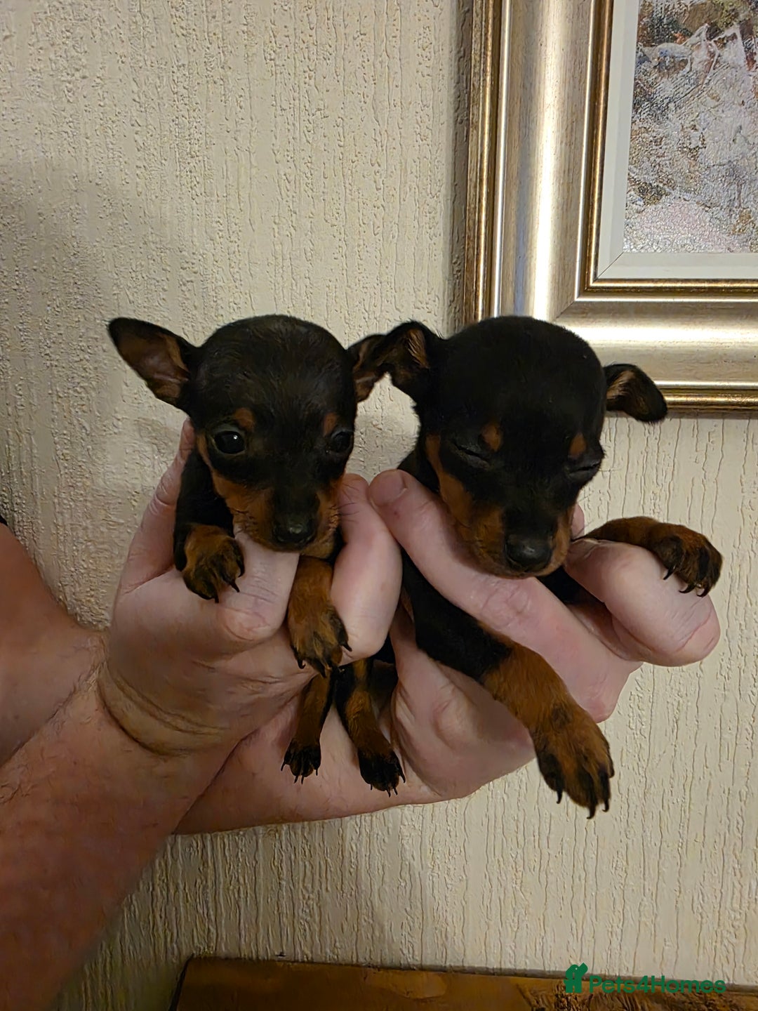Miniature Pinscher dogs for sale: 5 beautiful miniature pincher pups - Advert 15