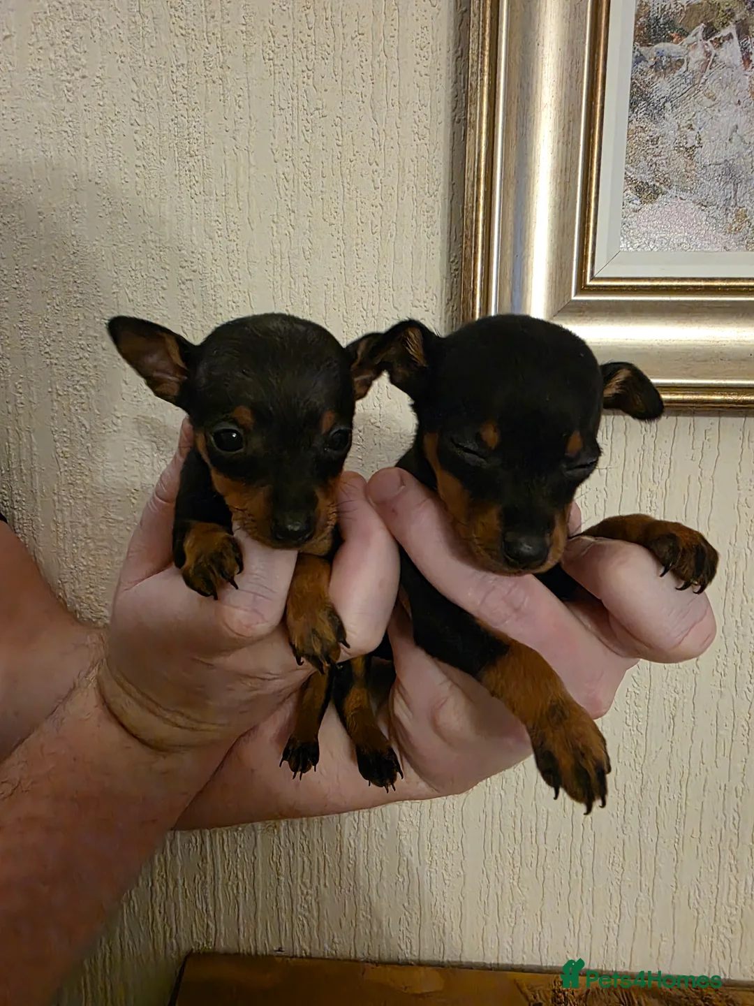 Miniature Pinscher dogs for sale: 5 beautiful miniature pincher pups - Advert 13
