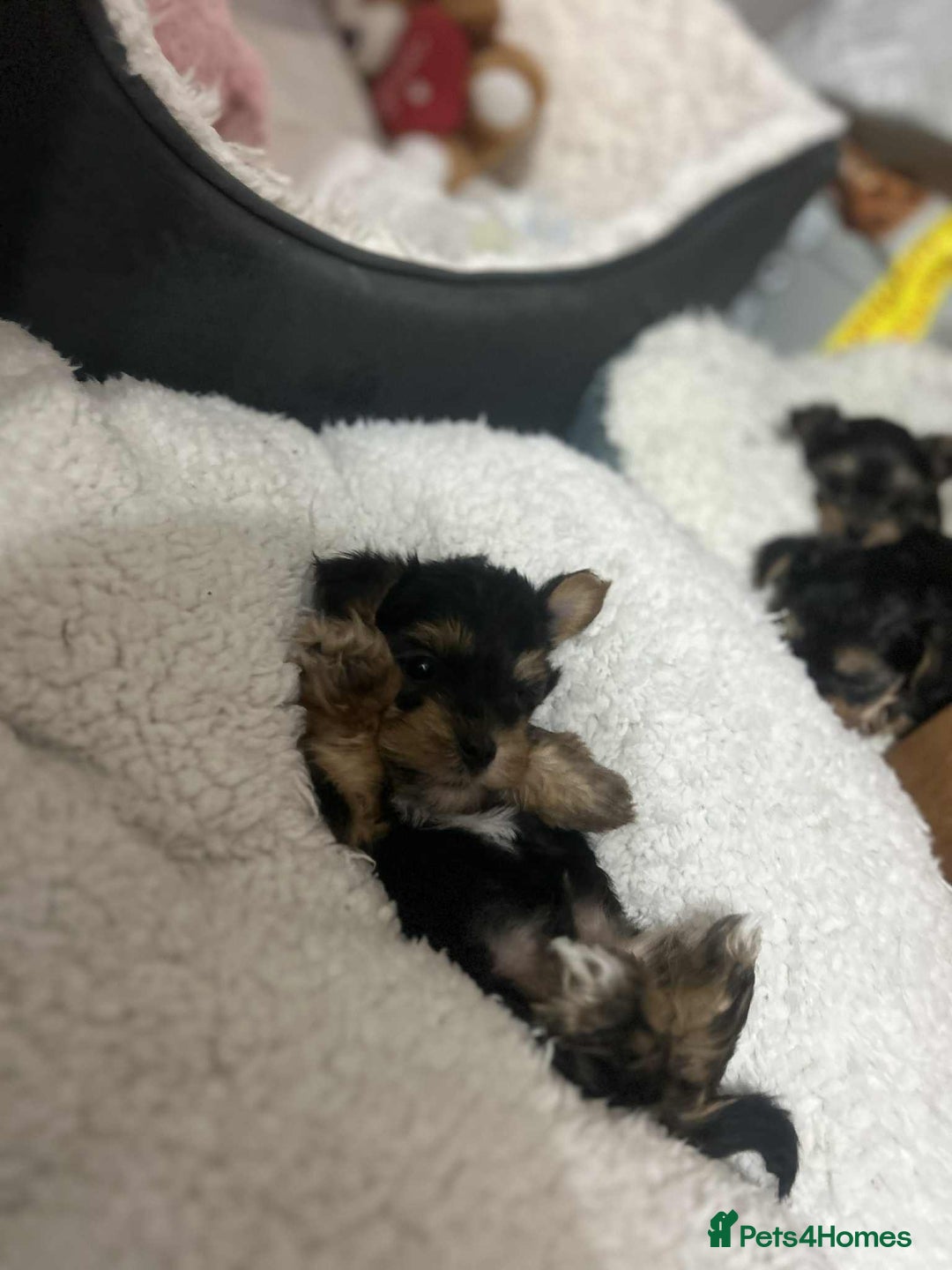 Yorkshire Terrier dogs for sale: SOLD beautiful litter mini Yorkshire terrier pups - Advert 9