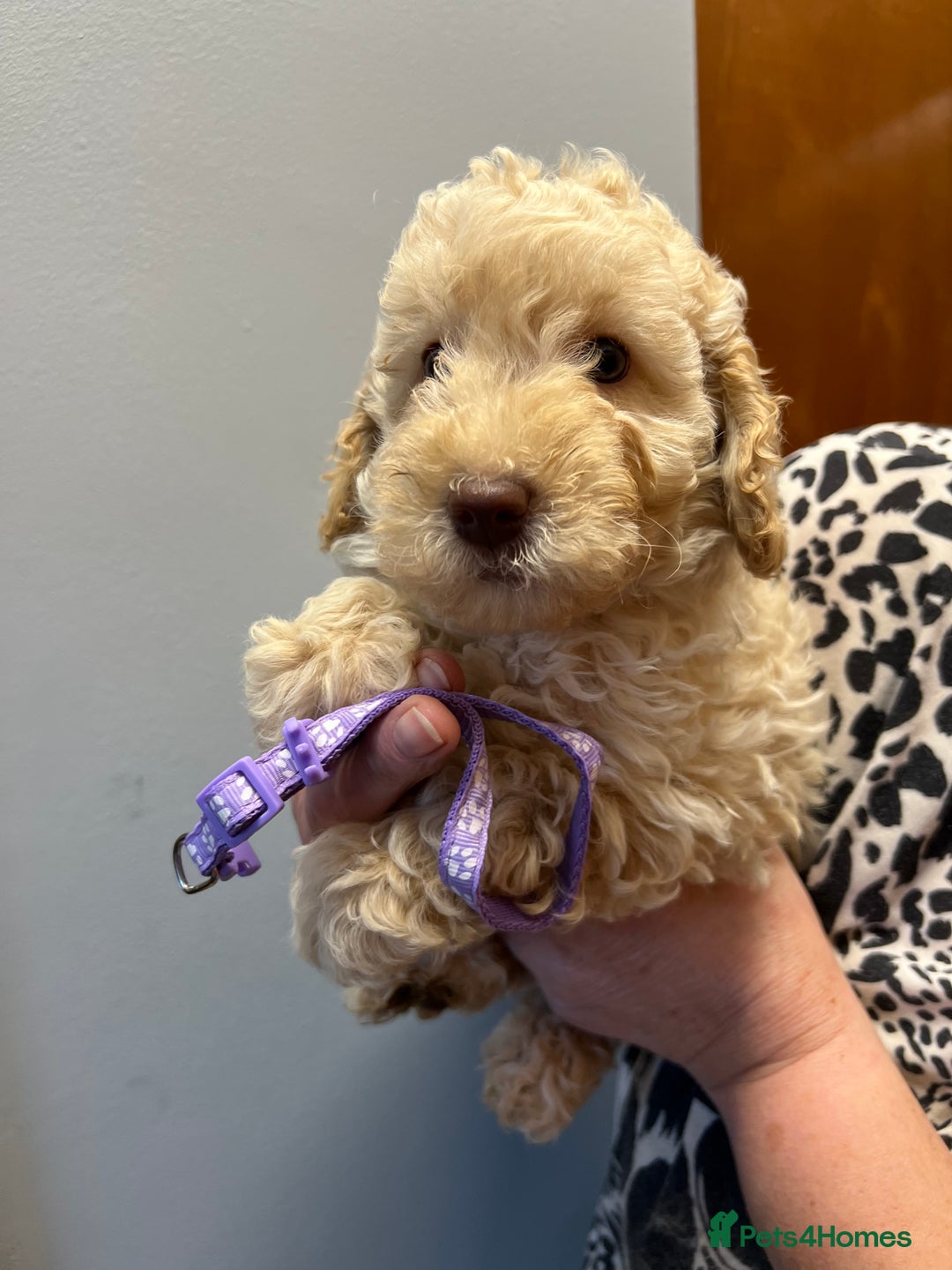Miniature Poodle dogs for sale: Miniature poodles  - Image 5