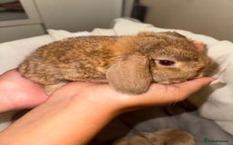 Mini Lop rabbits for sale: 4 gorgeous mini lop bunnies for sale  - Image 2