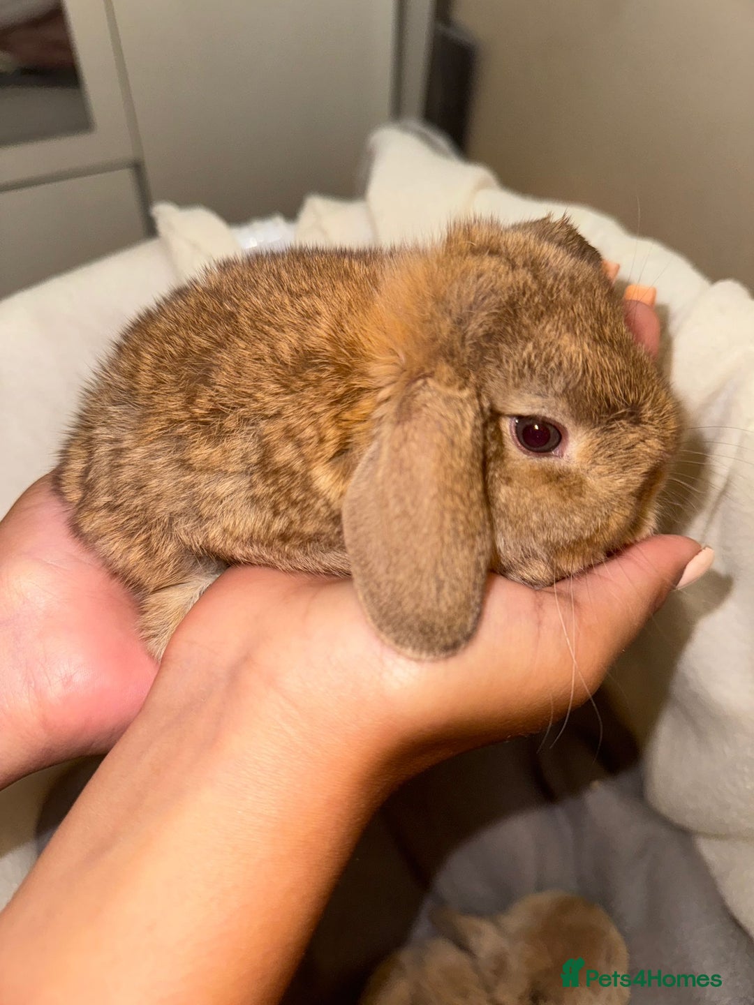 Mini Lop rabbits for sale: 4 gorgeous mini lop bunnies for sale  - Image 2