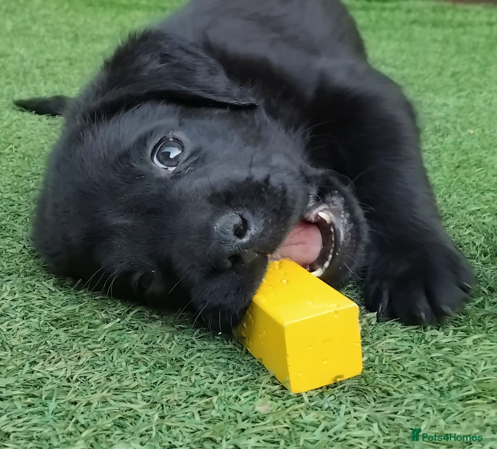 Labrador Retriever dogs 🐾KC Black Labradors Ready for New Homes🐾🐶 - Advert 7