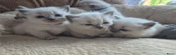 Ragdoll cats for sale:  7 Beautiful Ragdoll Boys 💝🐺 - Advert 1