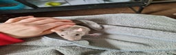 Rat rodents for sale: 4 young female rats with enclose for sale - Advert 8