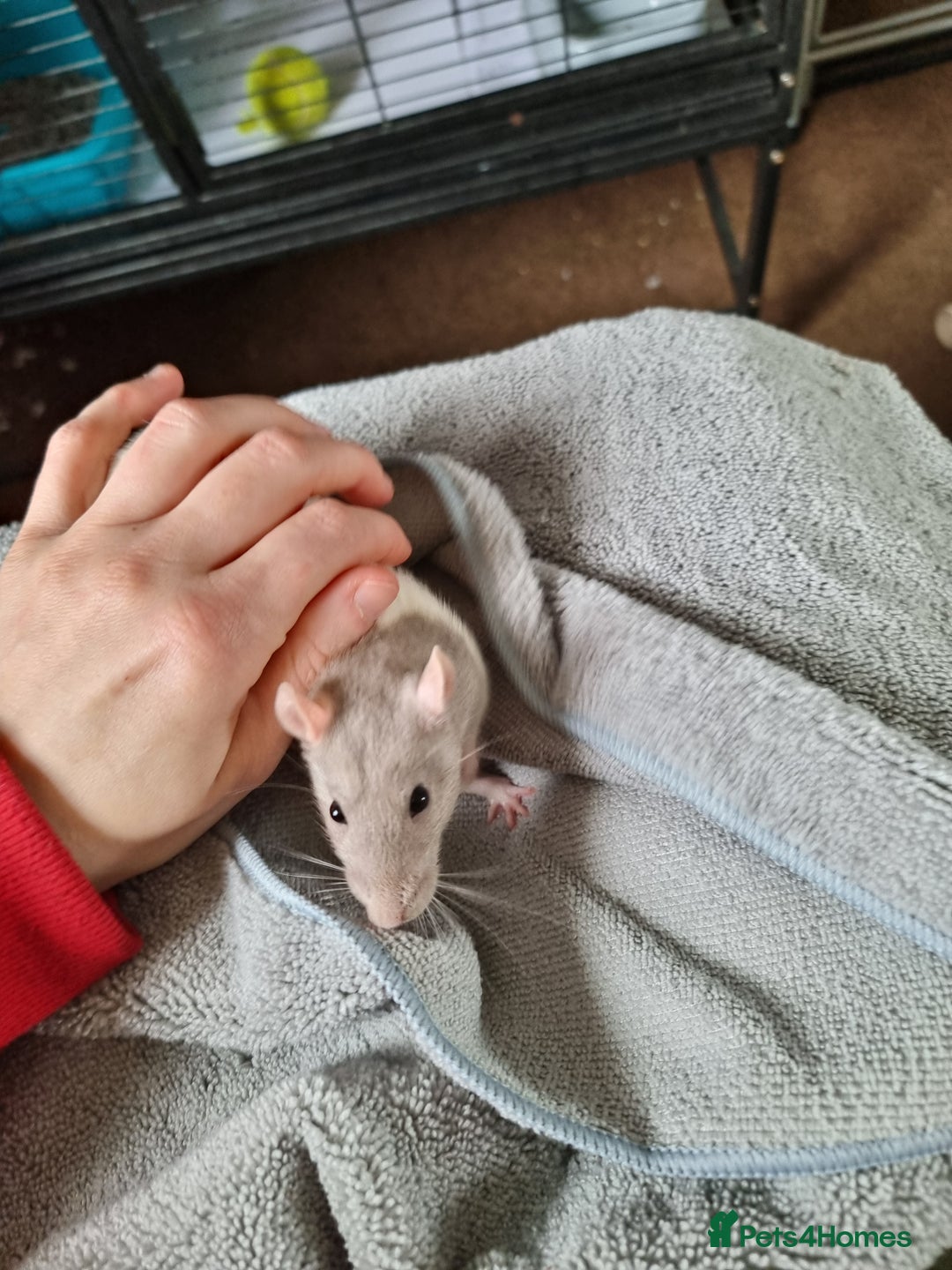 Rat rodents for sale: 4 young female rats with enclose for sale - Advert 8