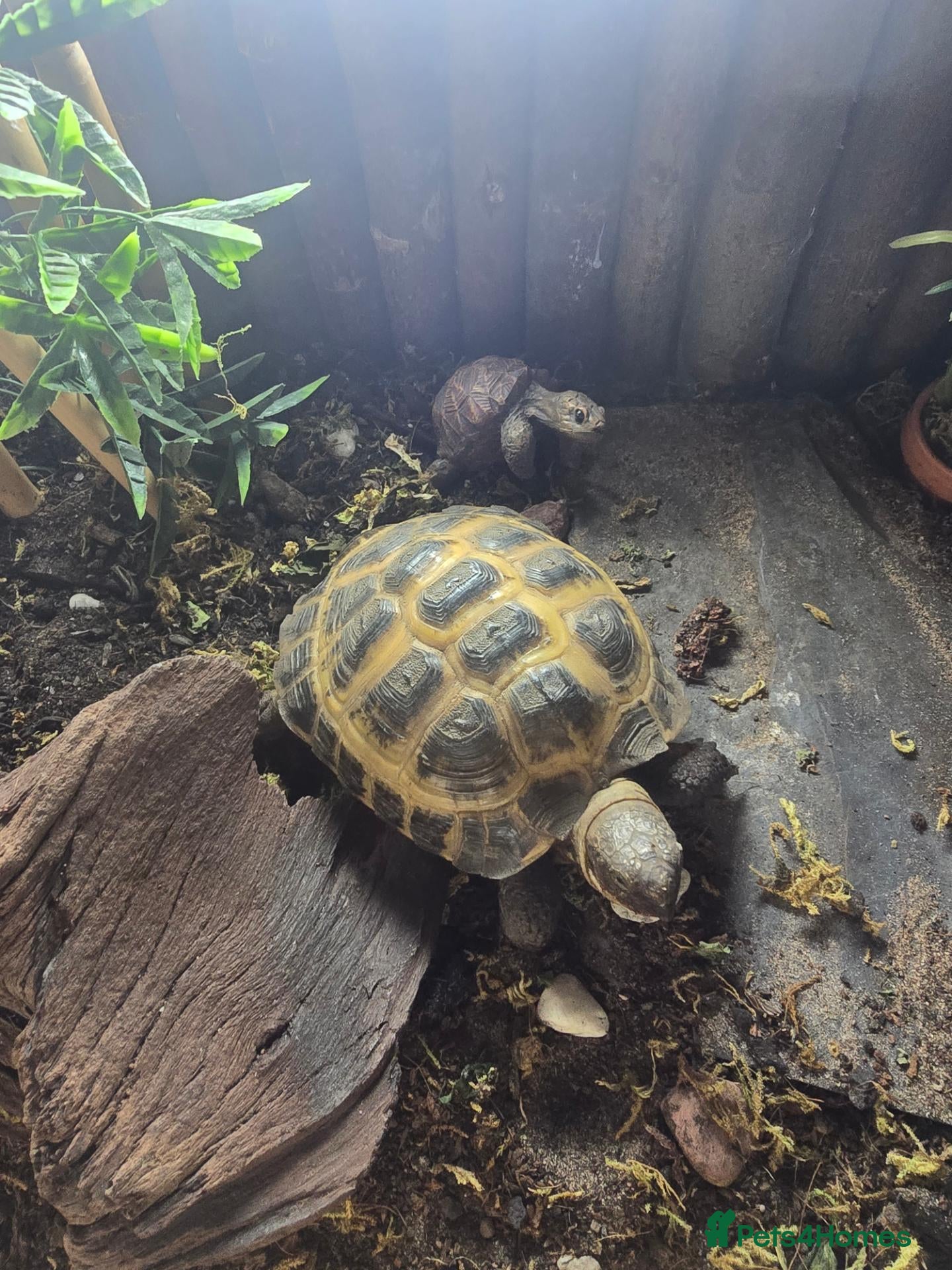 Tortoise reptiles for sale: Tortoise for sale - Advert 1