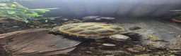 Tortoise reptiles for sale: Tortoise for sale - Advert 1