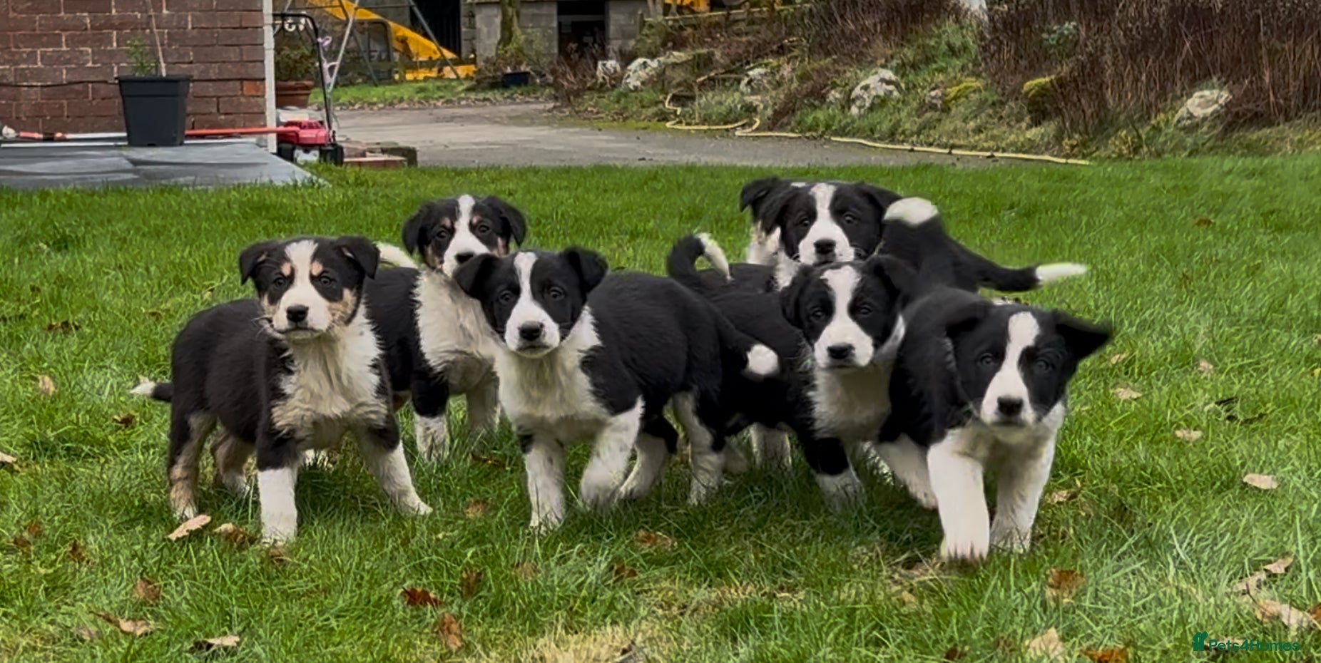 Border Collie dogs 8 Border Collie Puppies - Advert 13