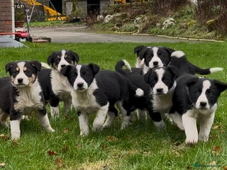 Border Collie dogs 8 Border Collie Puppies - Advert 13