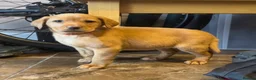 Labrador Retriever dogs for sale: 3 dogs available. KC Reg. Health Tested Parents.  - Advert 16