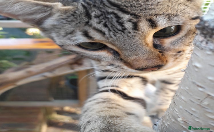 Savannah cats - Advert 2